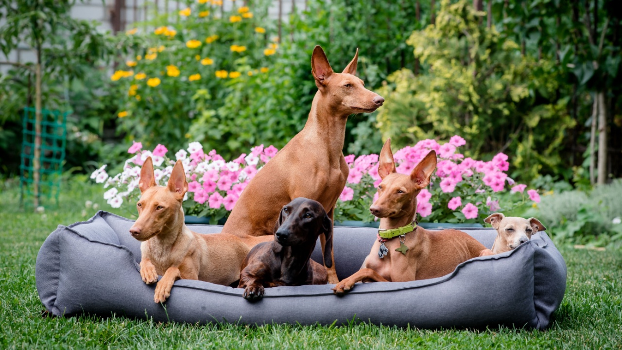Many cute dogs lie on a big dog bed in the garden