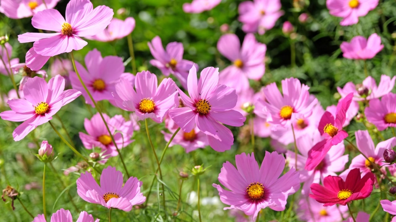 Pink Cosmos bipinnatus, commonly called the garden cosmos or Mexican aster, in flower.