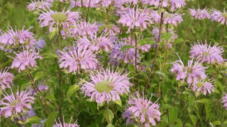 8 Best Companion Plants for Bee Balm (And 4 to Avoid)