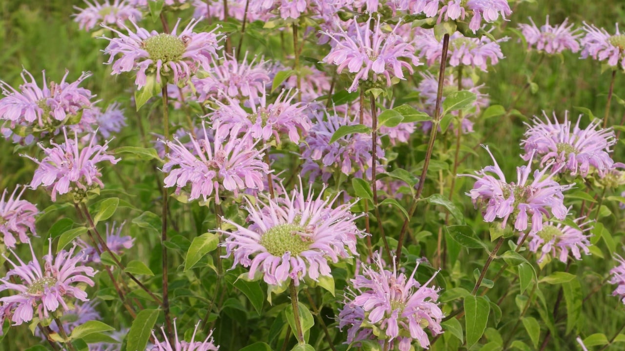 Monarda fistulosa (Wild Bergamot) Native North American Prairie Wildflower