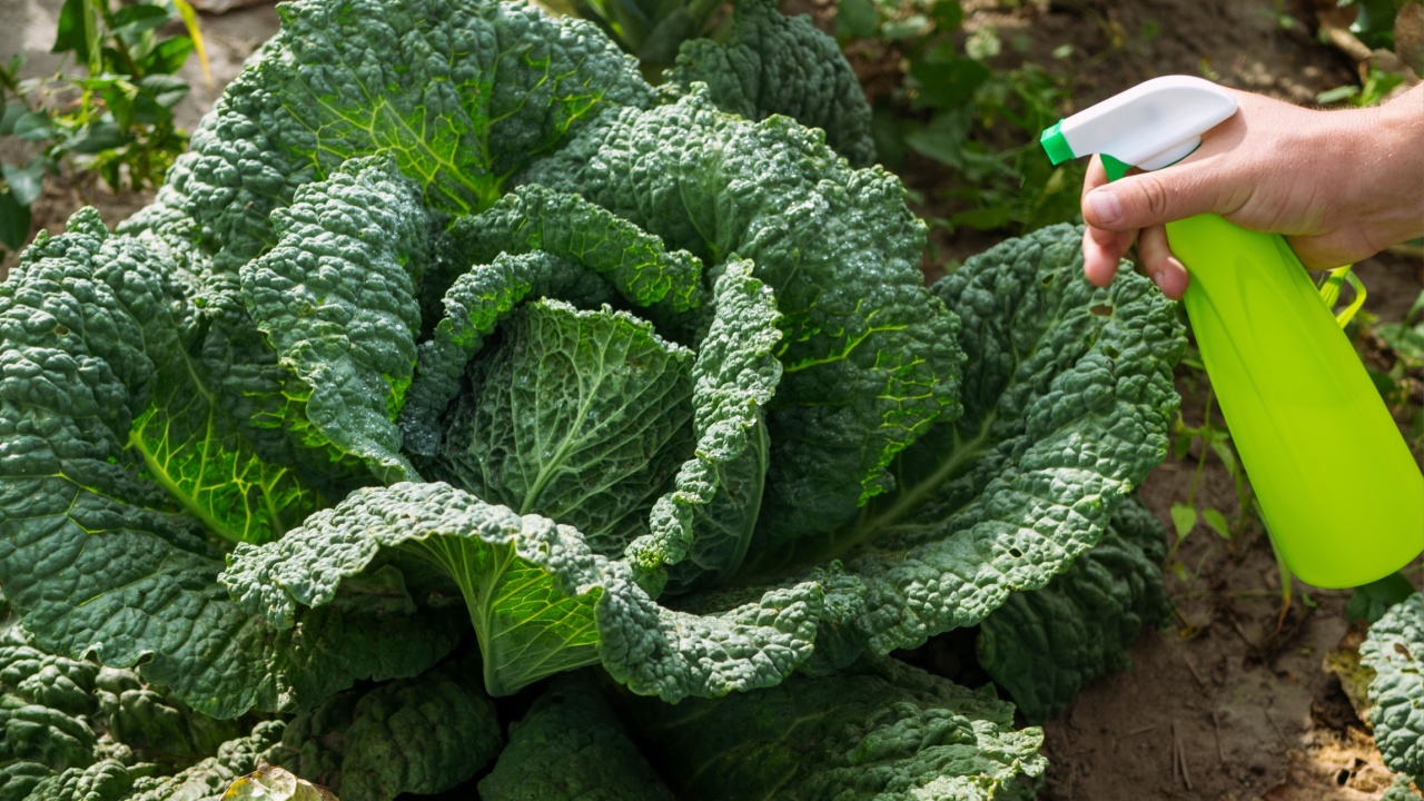 Pesticide treatment, pest control, insect killing on cabbage leaves, spraying poison from a spray bottle.
