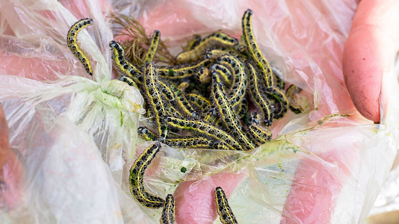 Cabbage worm, green garden pest. Group of zebra caterpillar larvae with black contrast dots gathered in plastic pack and holding in lady hands. Agricultural field issue. Nitrate-free food production.