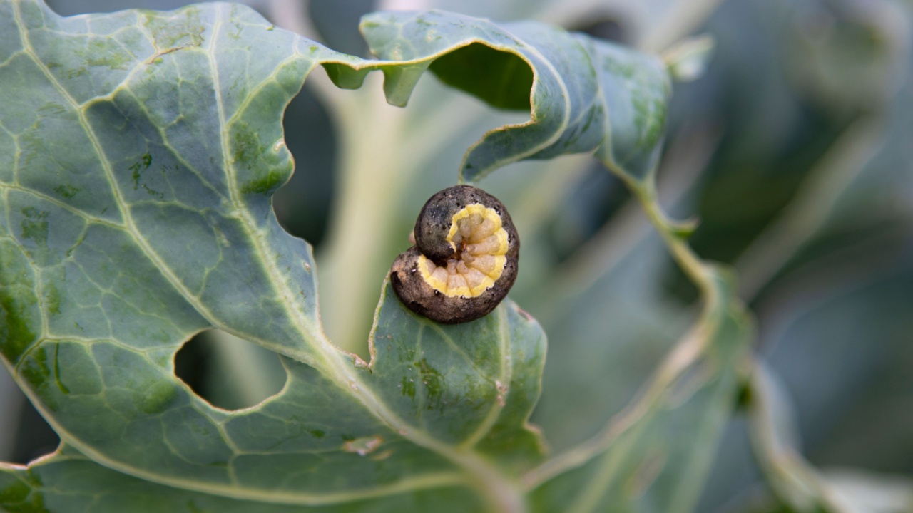 Cabbage worm, green garden pest. Spoiled cabbage by larva pest. Nitrate-free food planting. Cabbage leaf eaten by fat yellow-grey worm. Green cabbage leaf texture with huge wholes. Garden pest attack.