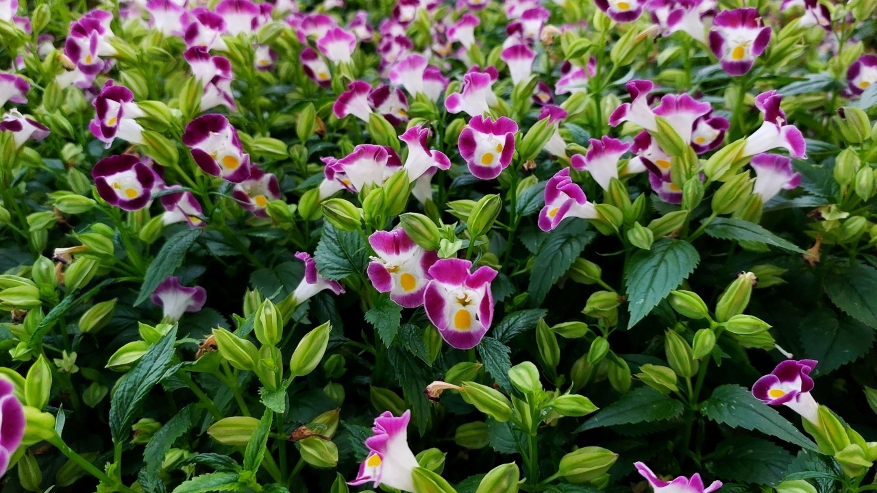 Torenia fournieri Catalina pink or wishbone flower, is an annual plant in the Linderniaceae, with blue, white, or pink flowers that have yellow markings.