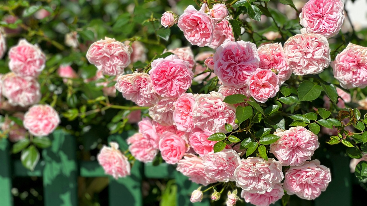 Beautiful rose bush with pink roses flowers.