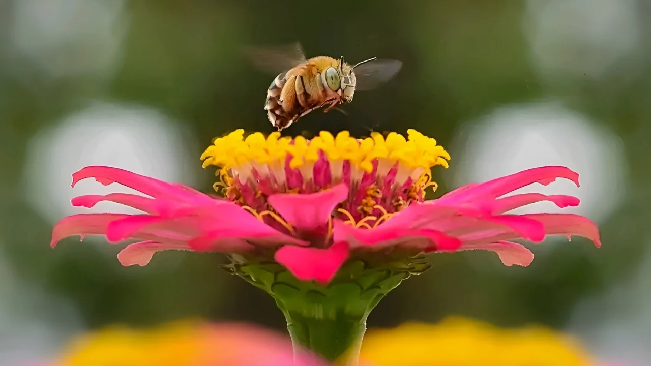 bee landing on top of a pink flower. The bee is a honey bee, and the flower is a common zinnia. The bee is in mid-flight, and its wings are spread wide. The flower is open, and its petals are a bright