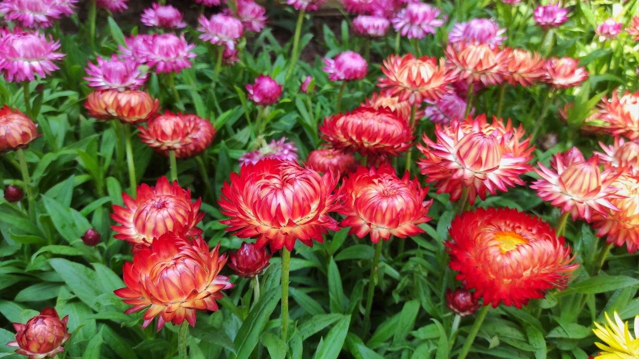 Xerochrysum bracteatum, commonly known as the golden everlasting or strawflower