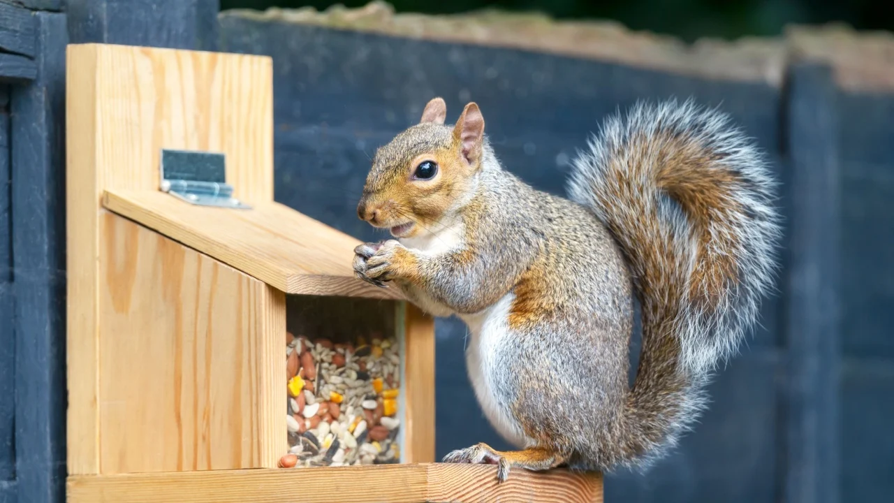 Close-up of a grey squirrel eating nut on a squirrel feeder