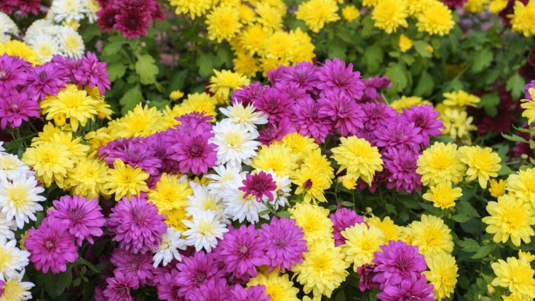 11 Stunning Companion Plants For Mums In The Fall Landscape