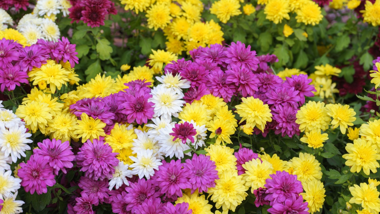 Mix of fresh bright blooming various color chrysanthemums bushes in autumn garden outside in sunny day. Flower background, landscape design , wallpaper, banner, header.