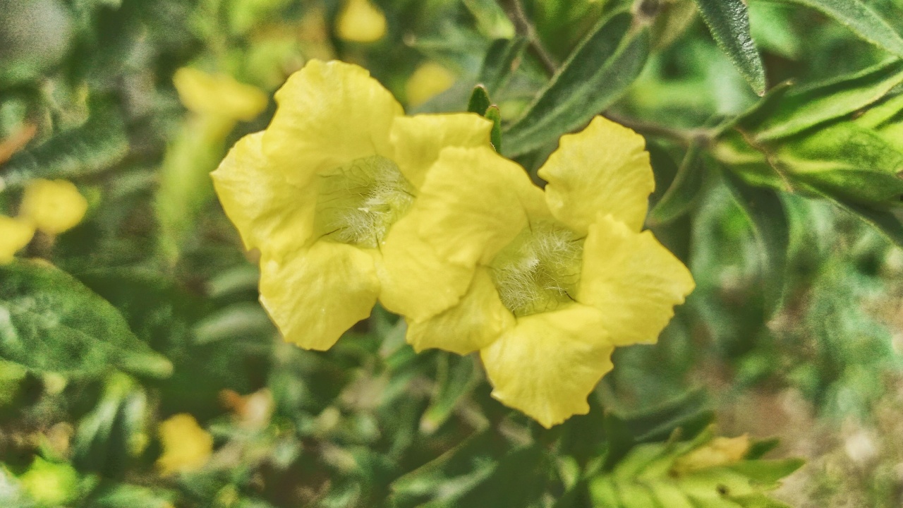 Close-up photo of Aureolaria, also called ("false foxgloves") with blurry green leaves background. Photo from the front angle on a sunny day