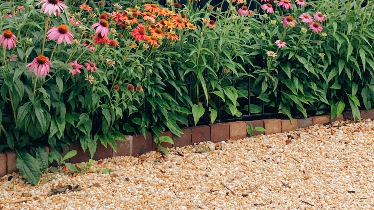 Pink and orange lillies and cone flowers in a garden against a dark fence with pea gravel