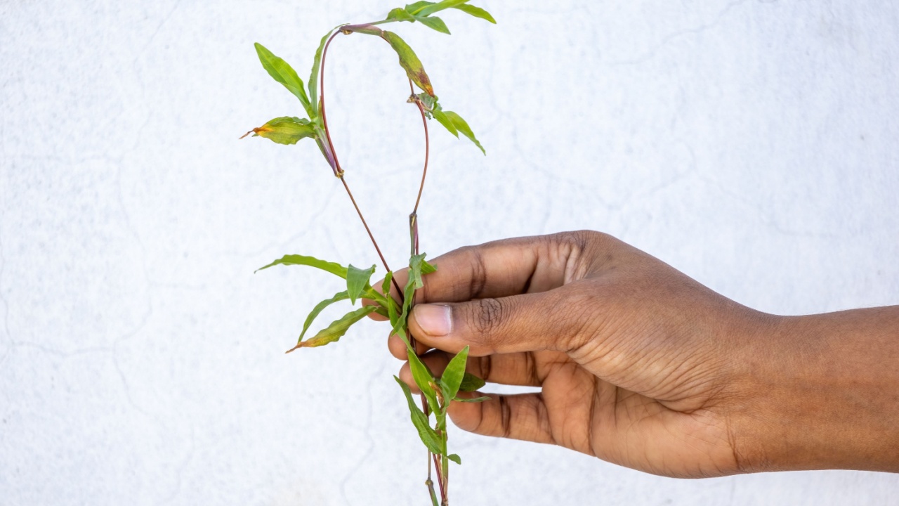 Close-up of a hand holding a crabgrass weed plant (Digitaria sanguinalis), also known as Crop Grass, Hairy Crabgrass, Hairy Finger Grass, or Large Crabgrass, from a garden.