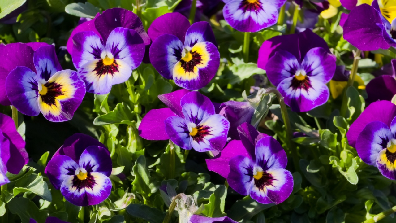 A vibrant cluster of purple and white pansy flowers (Viola x wittrockiana) with yellow centers, surrounded by green foliage. Cheerful spring or summer floral display.