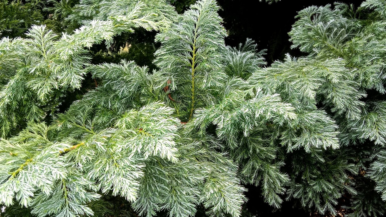 Green pine or cedar branches with snowy white tips, perfect for winter or holiday-themed backgrounds.
