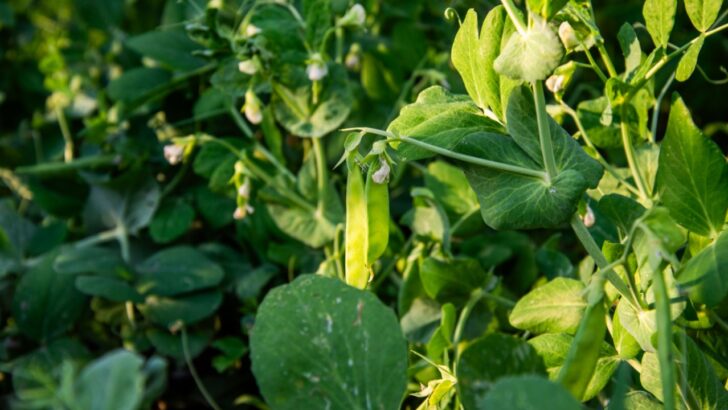 10 of the Best Companion Plants for Peas (And 2 to Avoid)