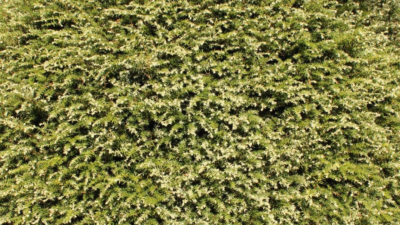 Tsuga canadensis 'Gentsch White', eastern hemlock, evergreen conifer with white green needles