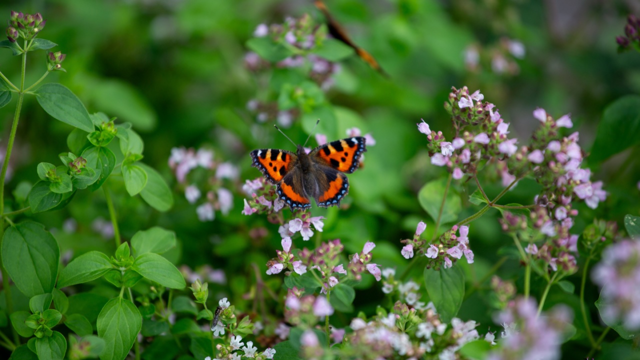 A vibrant orange Small Tortoiseshell butterfly with black and blue markings rests on delicate pink oregano flowers in a lush green garden.