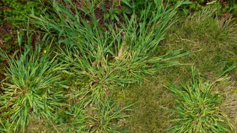 A nice specimen of crabgrass weeds from my garden