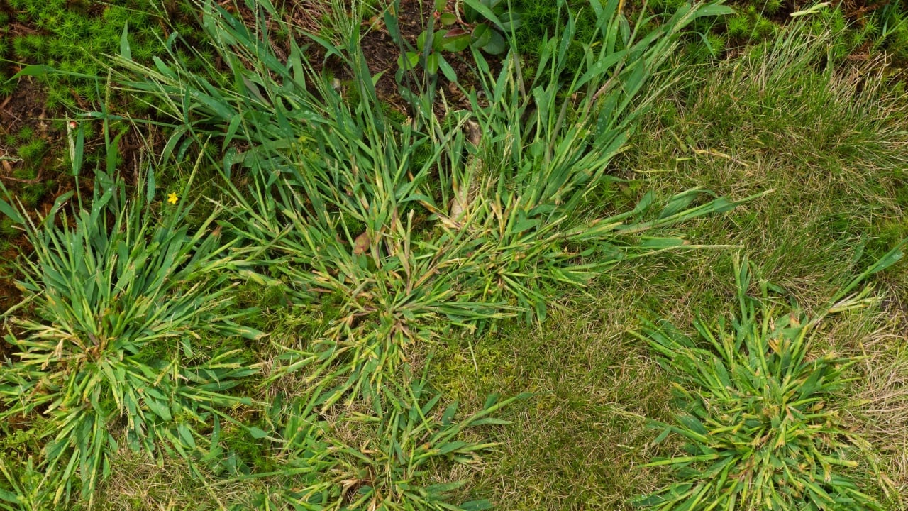 A nice specimen of crabgrass weeds from my garden