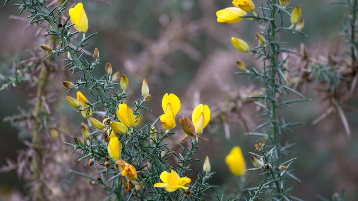 Gorse - Ulex europaeus.