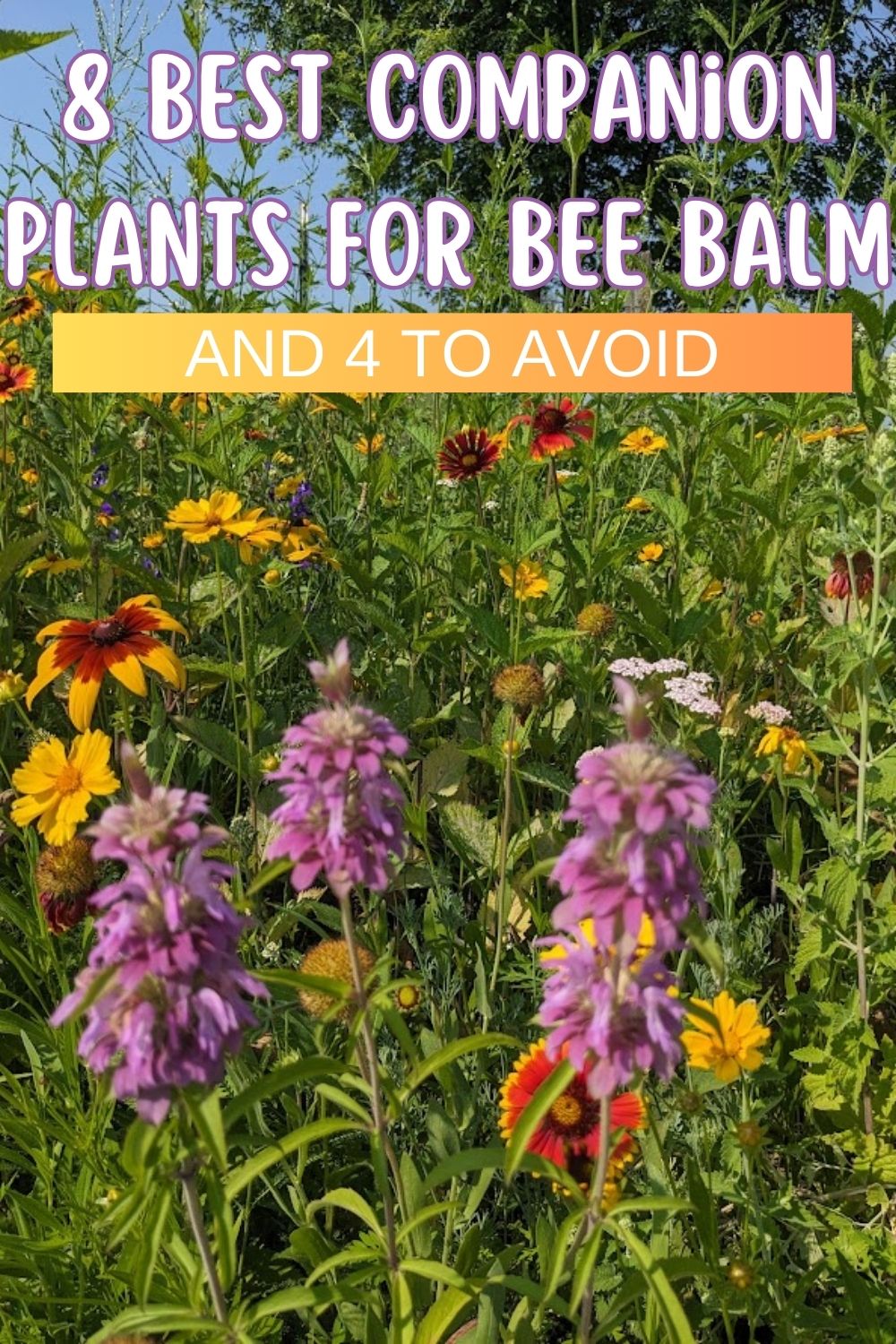 8 best companion plants for bee balm and 4 to avoid.