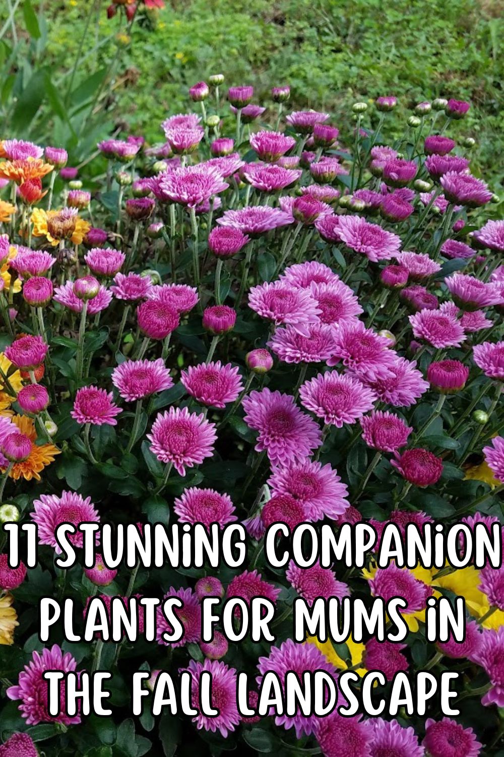 11 Stunning Companion Plants for Mums in the Fall Landscape.