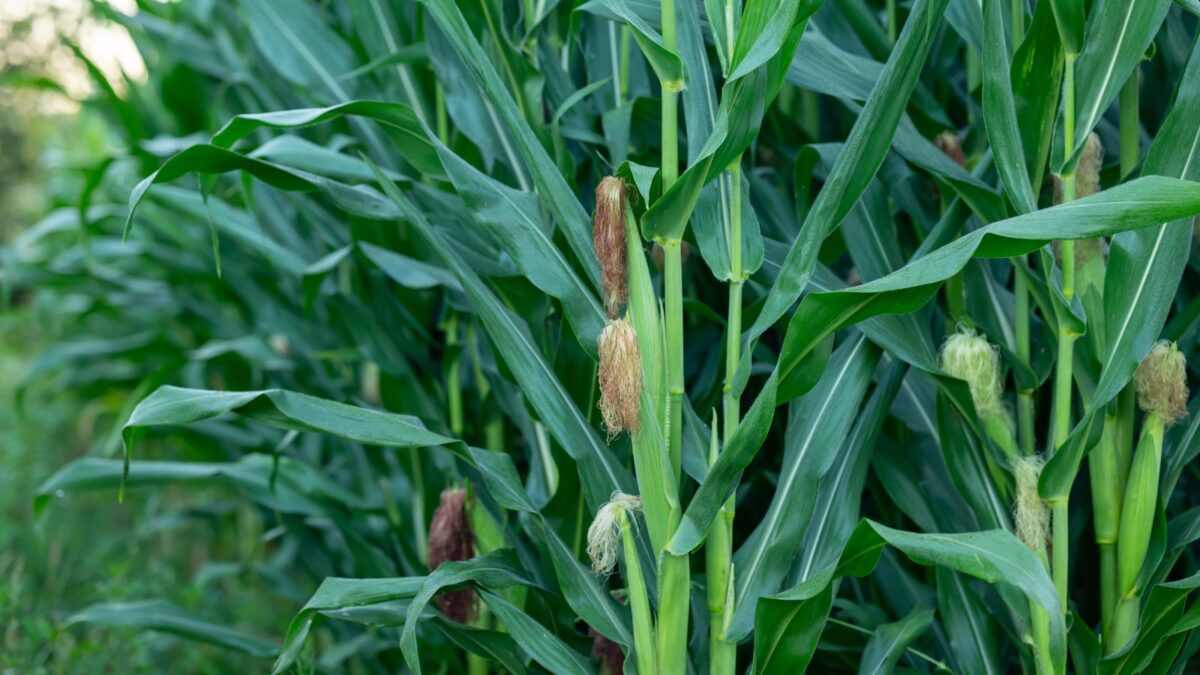 Corn growing on a farm. 