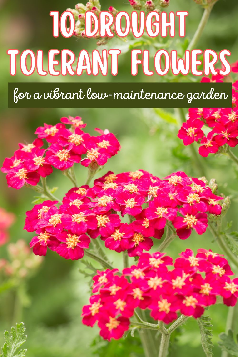 10 Drought-Tolerant Flowers for a Vibrant Low-Maintenance Garden.