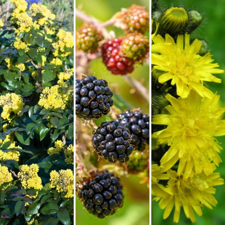 A collage of invasive plants in Oregon.