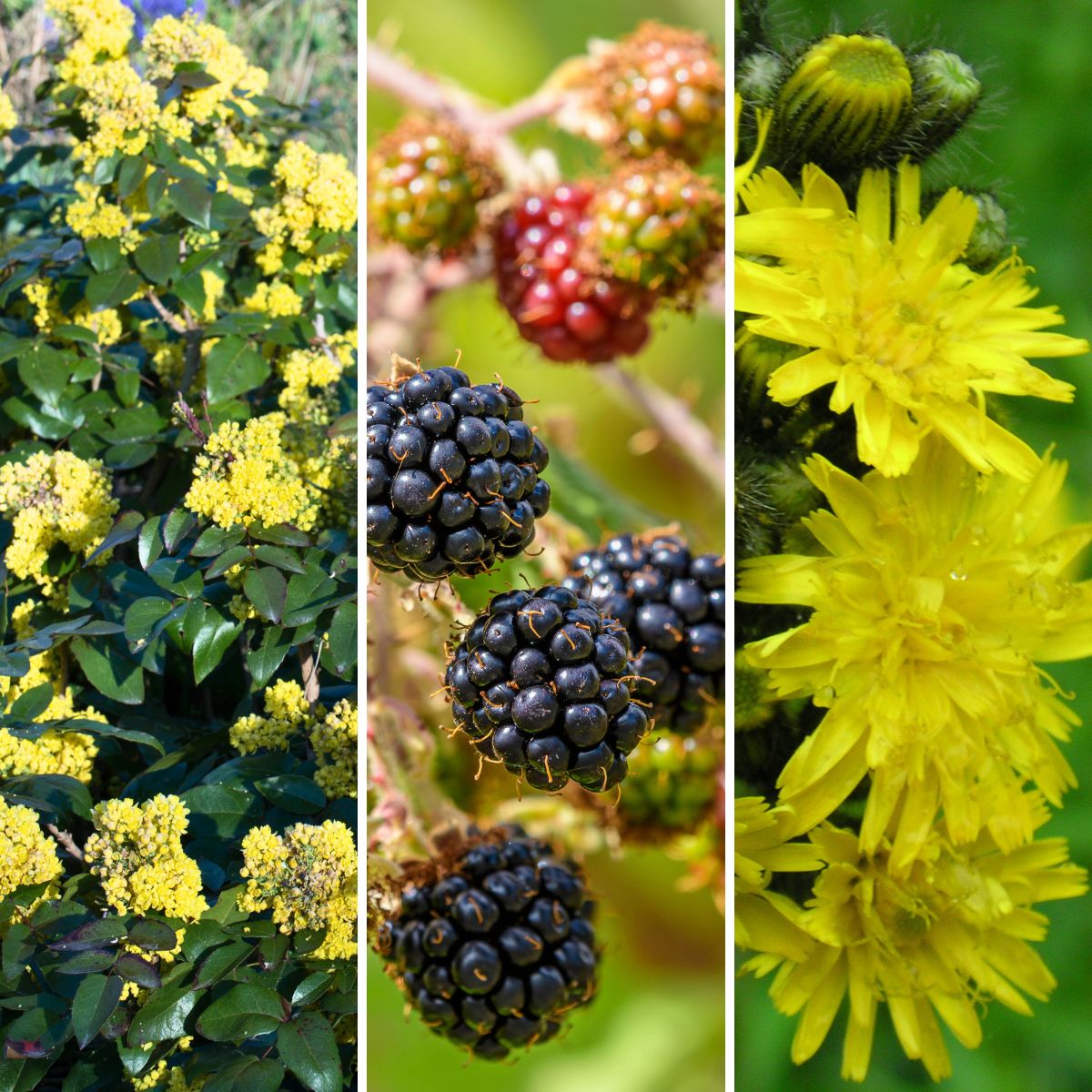 A collage of invasive plants in Oregon.