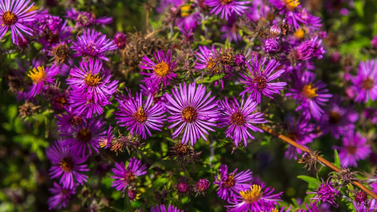 New England asters.
