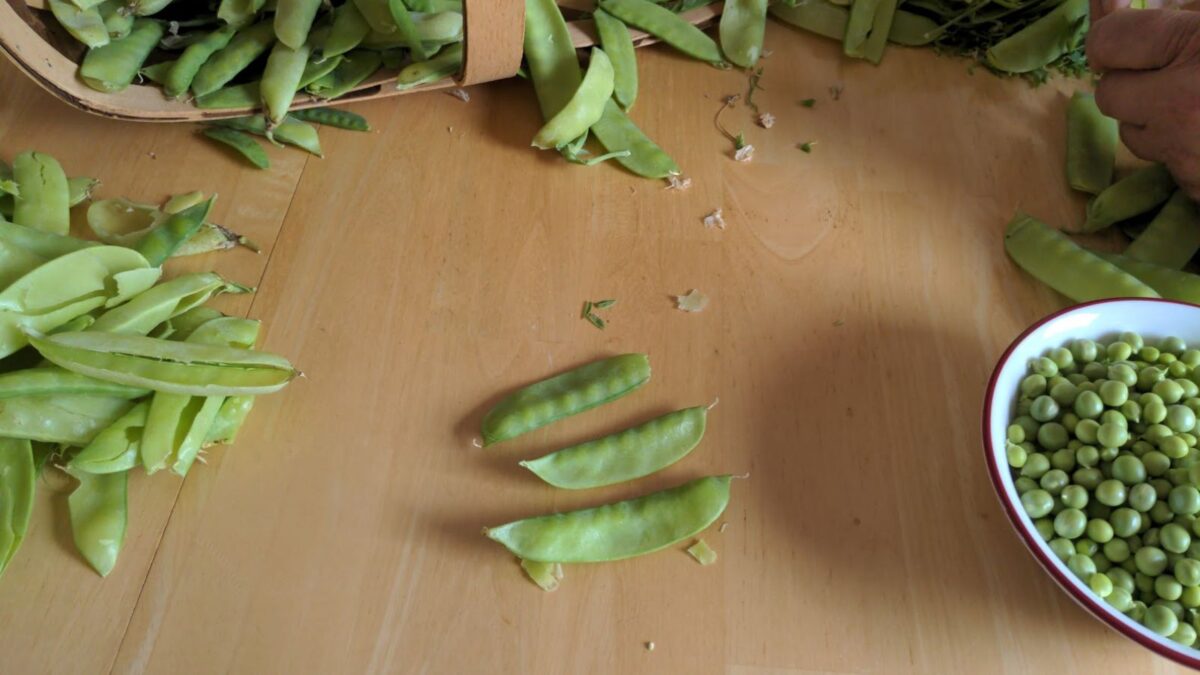 Fresh peas on the table and in a bowl.