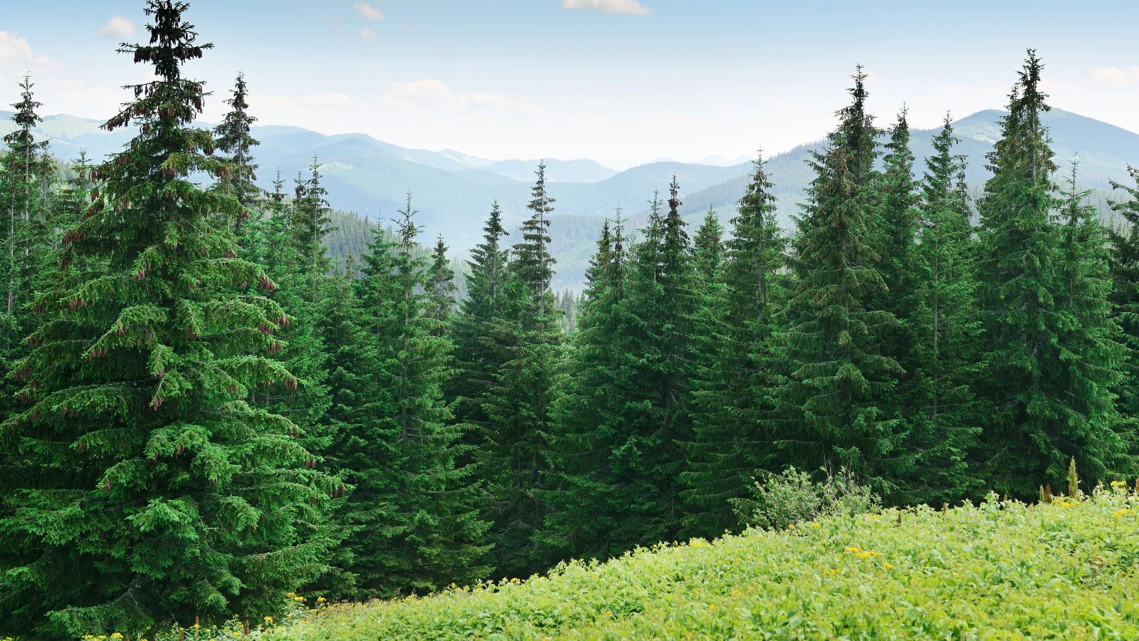 pine tree forest.