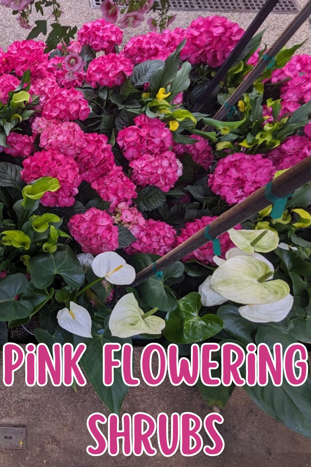 pink flowering hydrangea shrub.