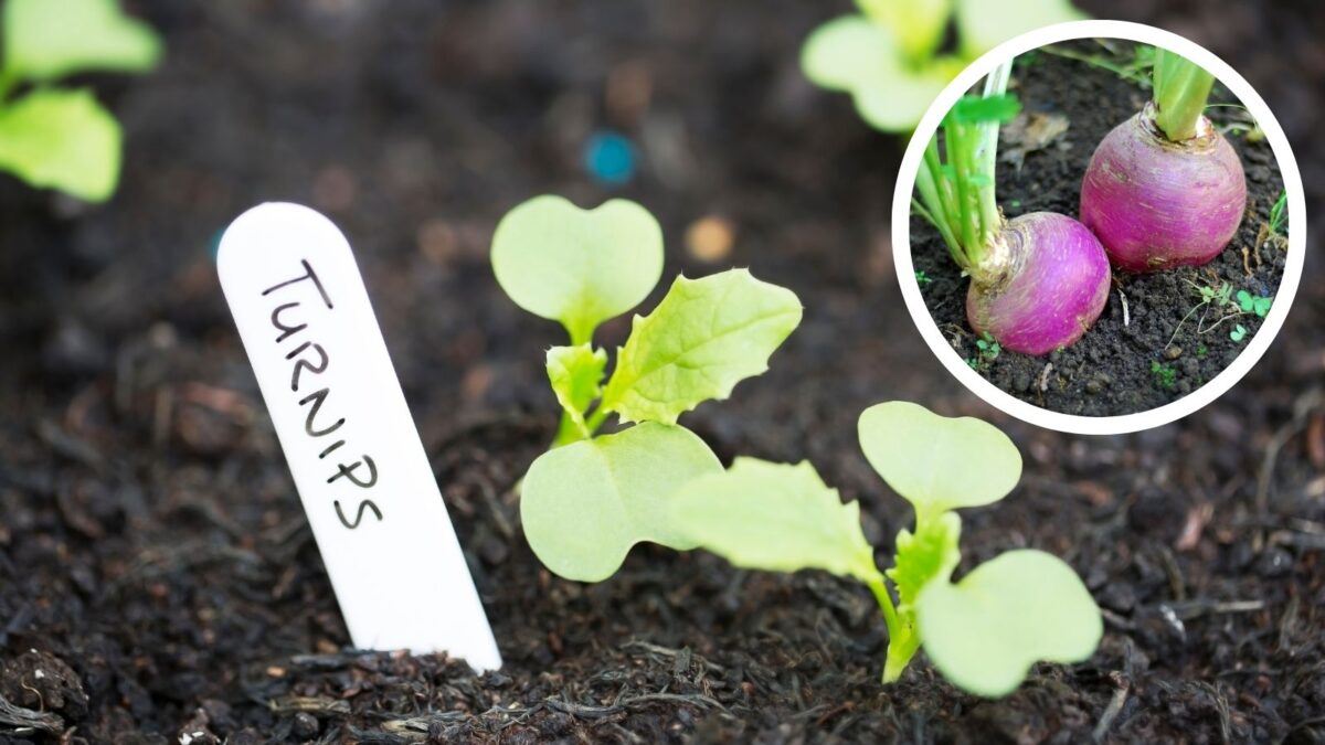 Turnip sprouts and an insert of mature turnips.