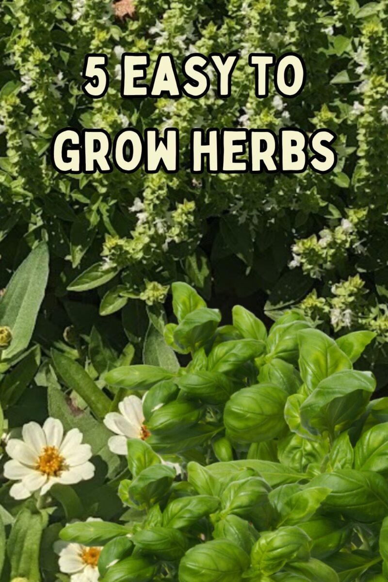 5 Easy To Grow Herbs Every Gardener Needs To Plant