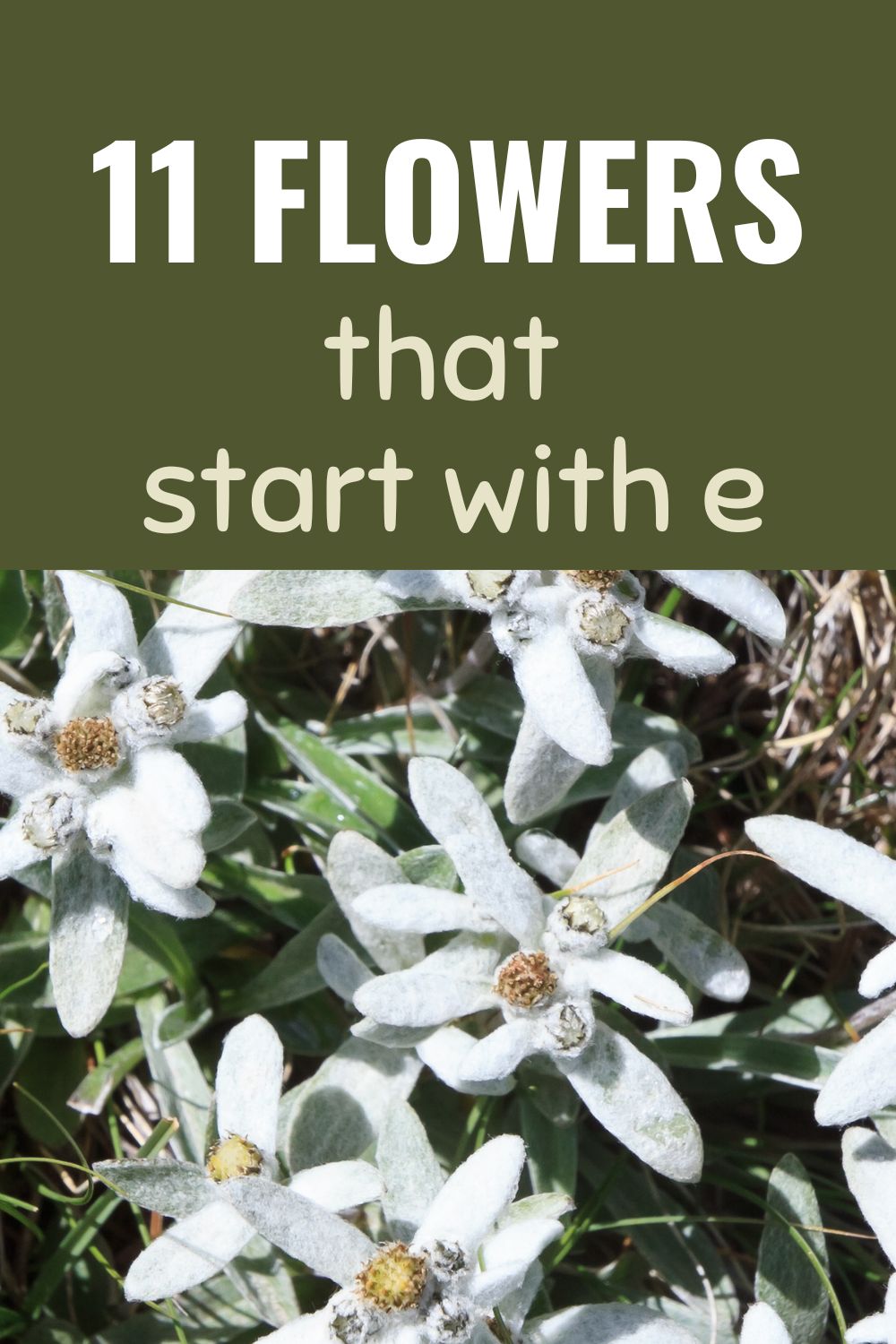 11 flowers that start with e.