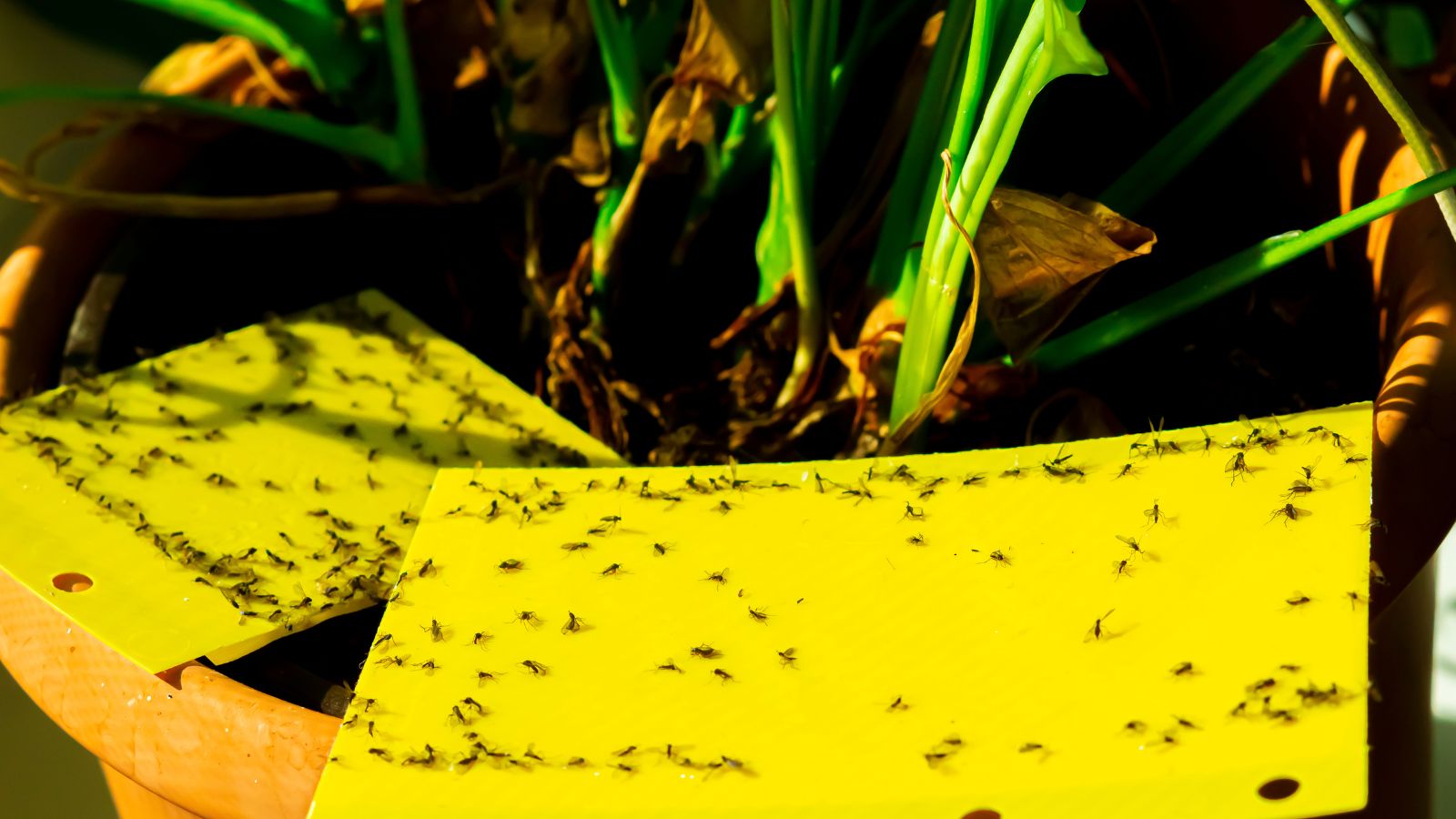 fungus gnats on yellow sticky traps.