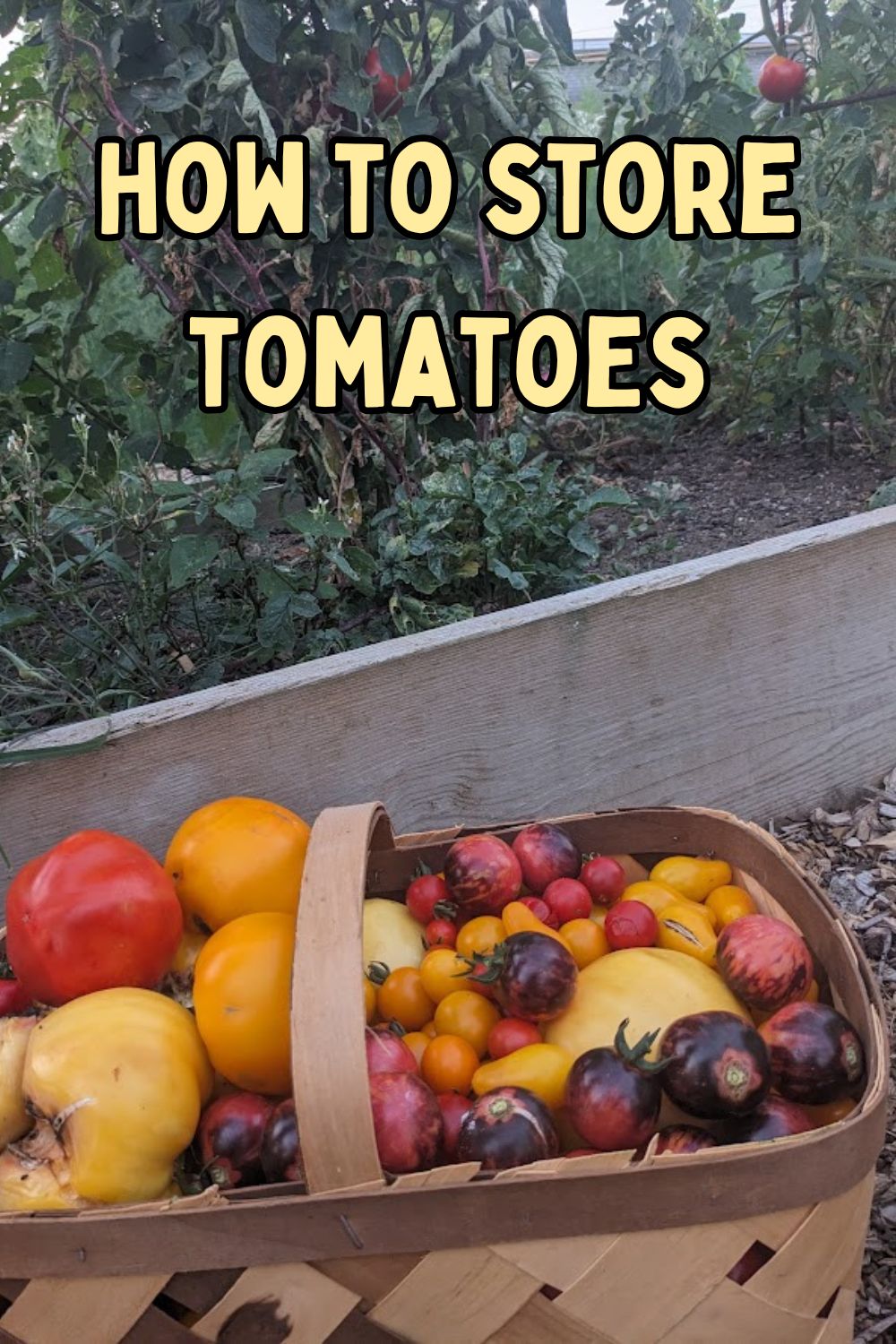 how to store tomateos.