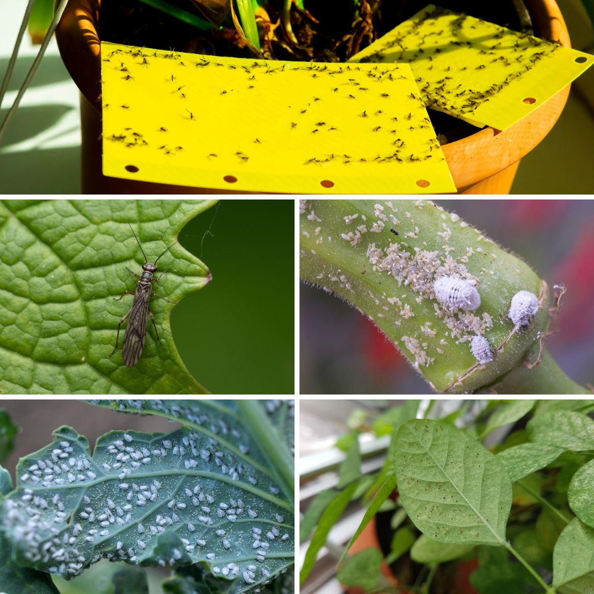 hydroponic plant pests collage.