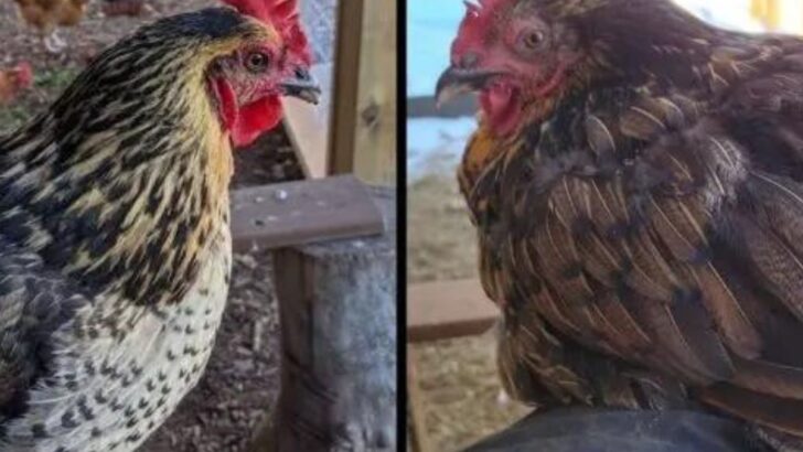 What Is Molting In Chickens And How To Help Them Through It?