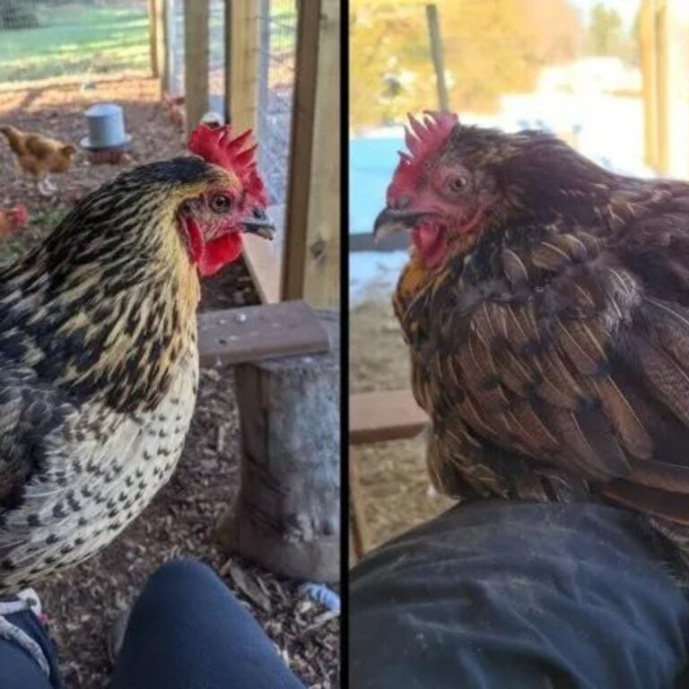 Out Ruby (black Asian chicken) before and after molting.