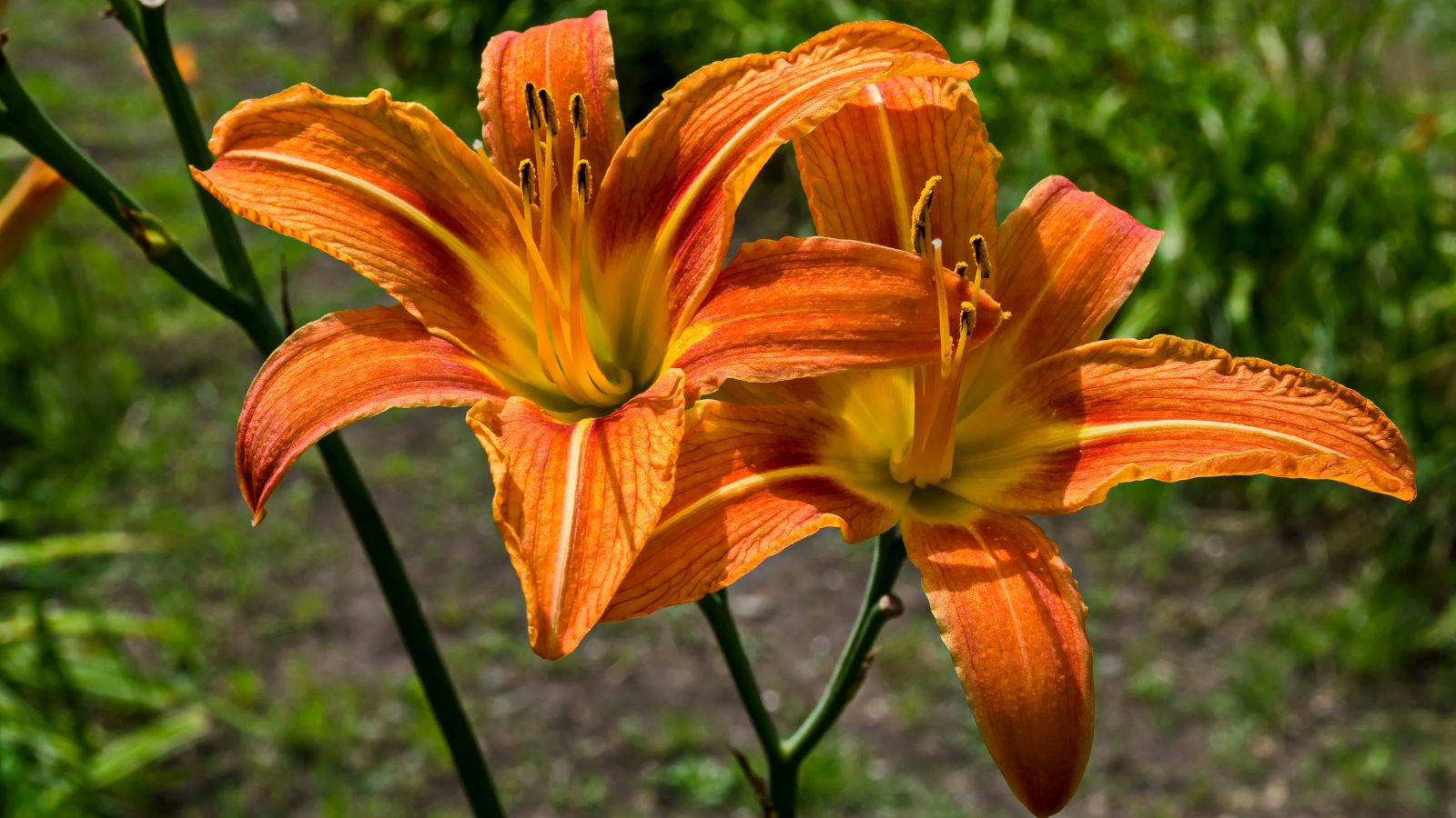 Orange daylily flowers.