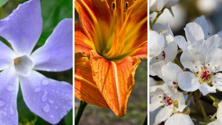 11 Invasive Plants in Pennsylvania Gardens (And 22 Natives to Plant Instead)