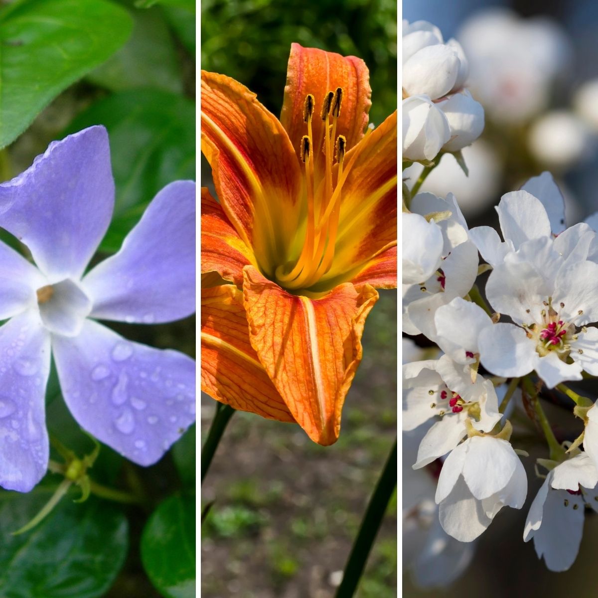 Pennsylvania invasive plants.