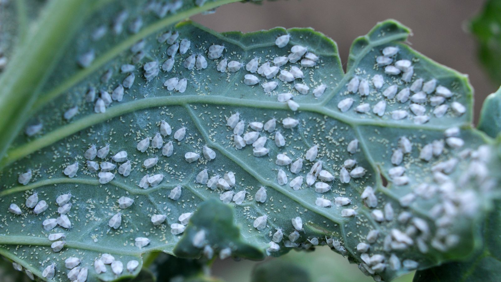 whiteflies on the back of a cabbage leaf.