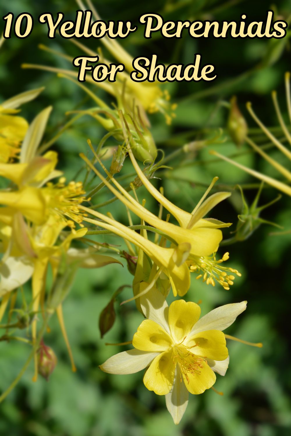 10 yellow perennials for shade.