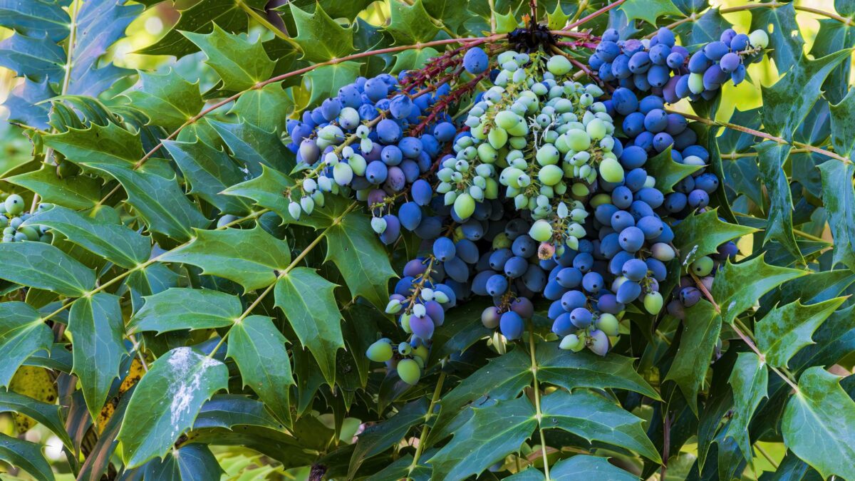 Leatherleaf mahonia - Berberis bealei fruits.