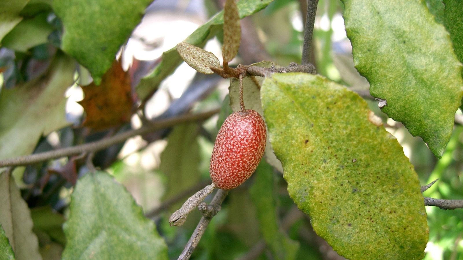 Elaeagnus pungens shrub wiht fruit. 